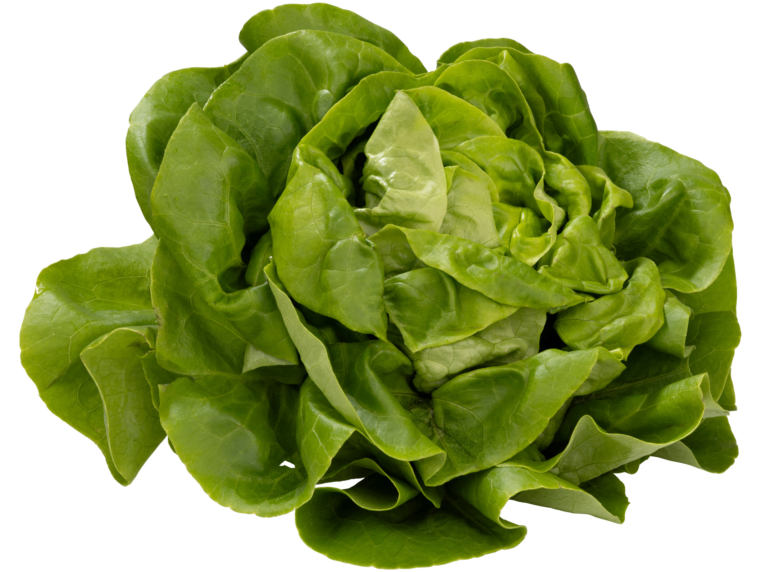 Kropsla
