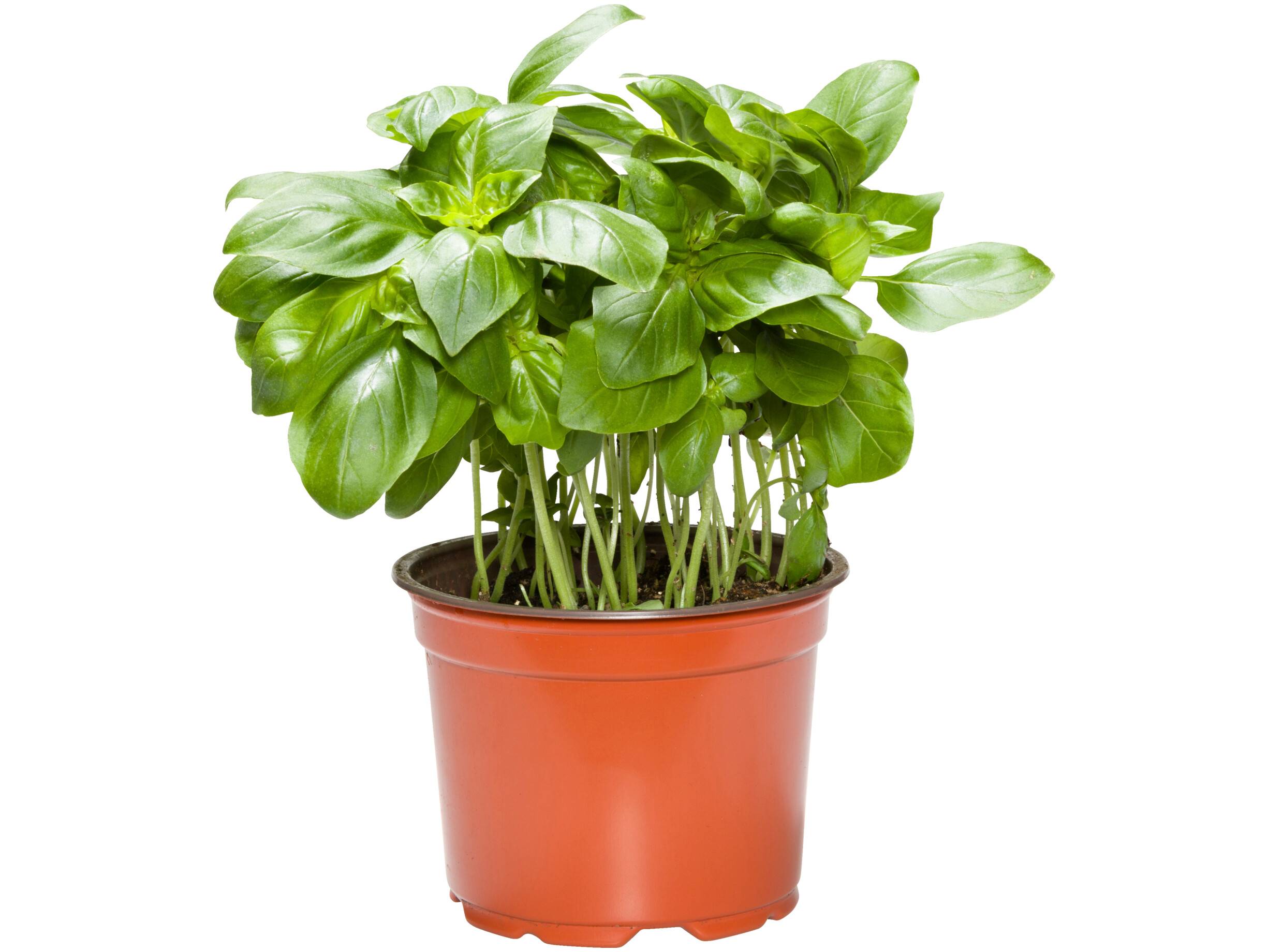 Biologische basilicum