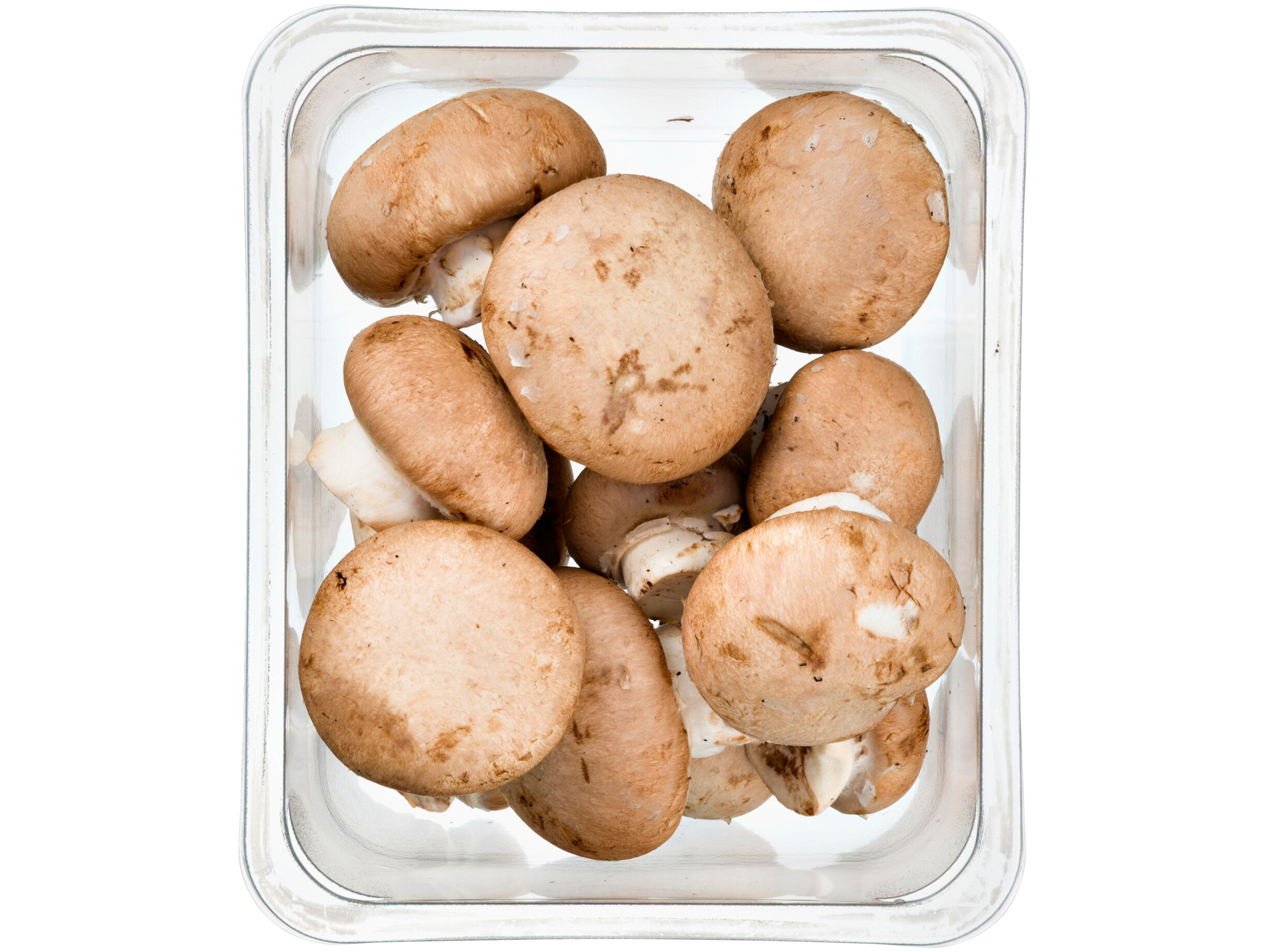 Kastanjechampignons