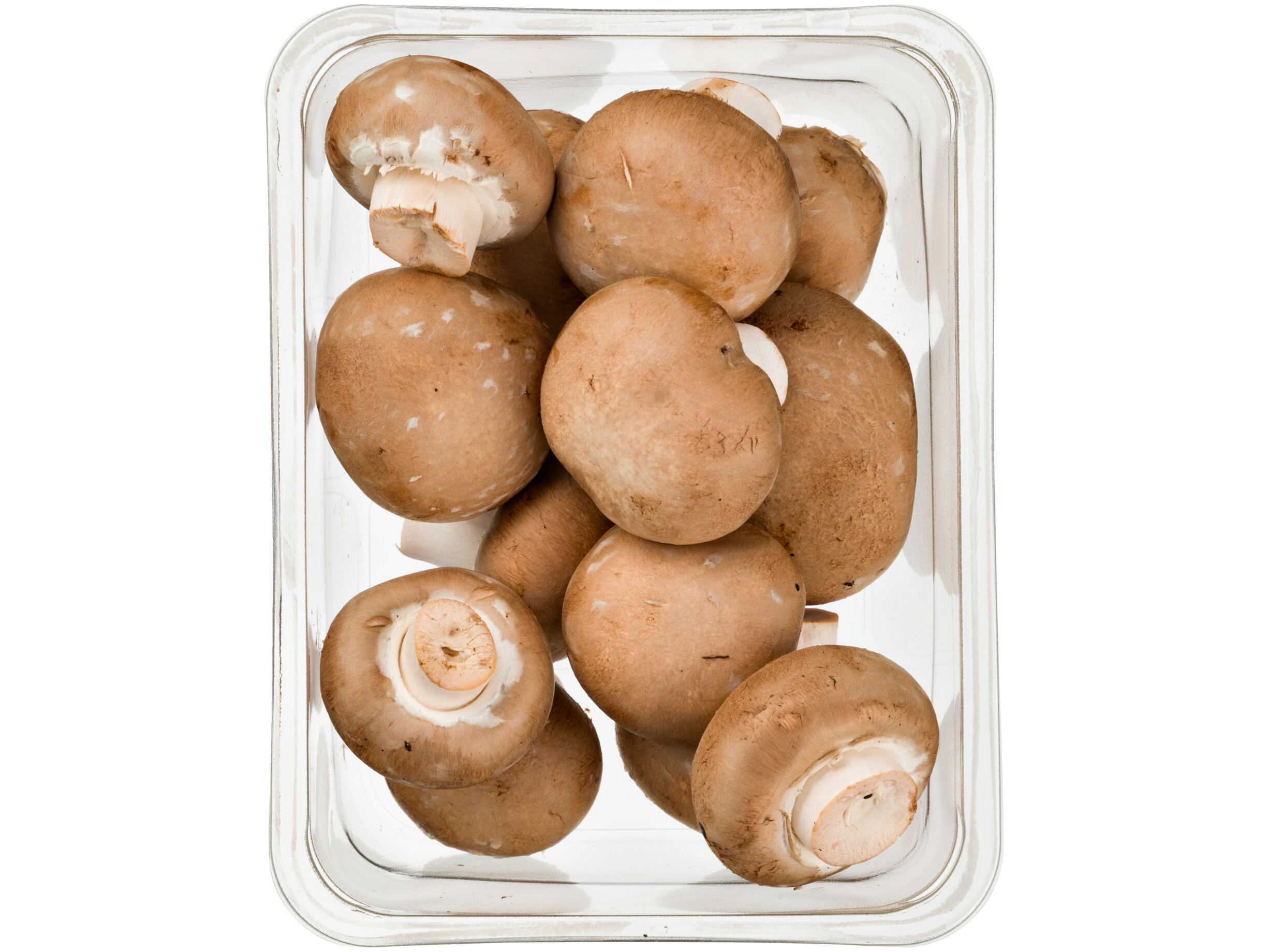 Kastanjechampignons