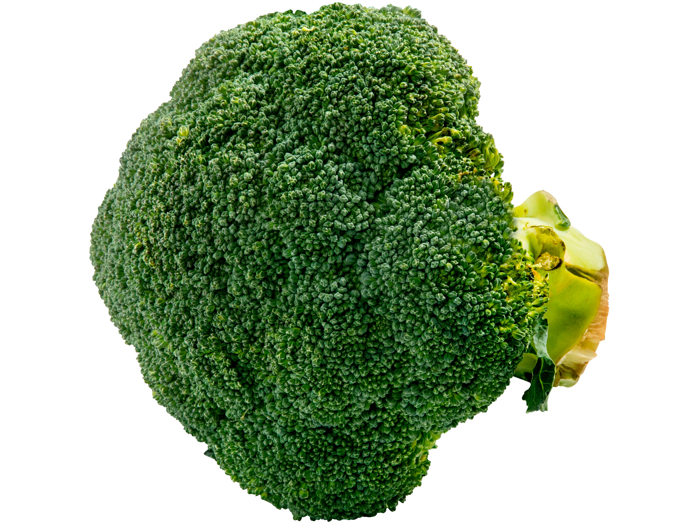 Broccoli